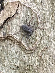 Philodromus spinitarsis