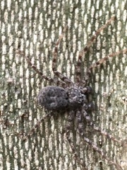 Philodromus spinitarsis