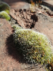 Grimmia pulvinata