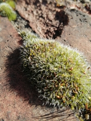 Grimmia pulvinata