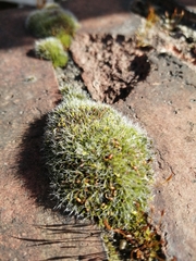 Grimmia pulvinata