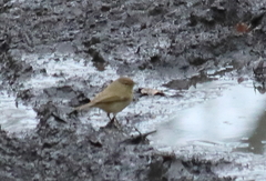 Phylloscopus collybita