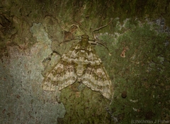 Tympanota perophora