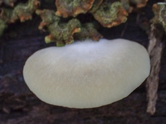 Conchomyces bursiformis