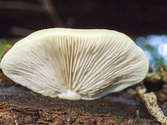 Conchomyces bursiformis