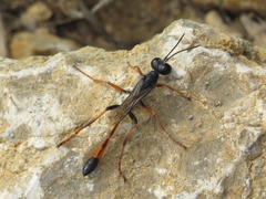 Ammophila heydeni