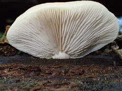 Conchomyces bursiformis