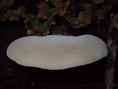 Conchomyces bursiformis