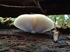 Conchomyces bursiformis