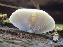 Conchomyces bursiformis