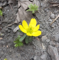 Eranthis
