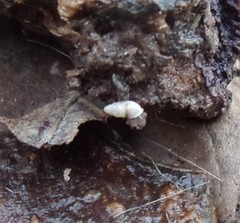 Carychium