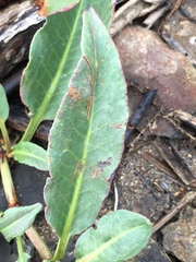 Rumex crassus