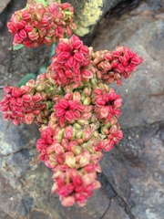 Rumex crassus