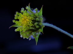 Lasiosiphon sericocephalus