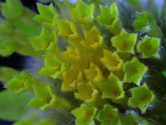 Lasiosiphon sericocephalus