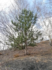 Pinus