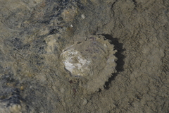 Crassostrea rhizophorae