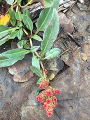 Rumex crassus
