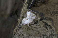 Crassostrea rhizophorae