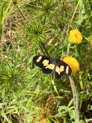 Acraea cabira