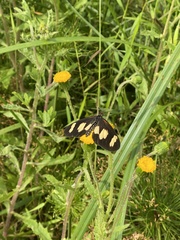 Acraea cabira