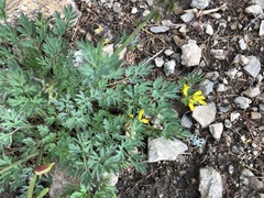 Corydalis sibirica
