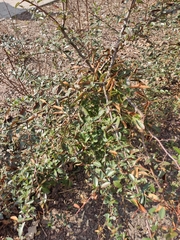 Magnoliopsida