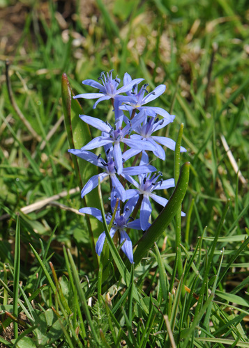 Scilla subnivalis