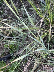 Gladiolus serpenticola