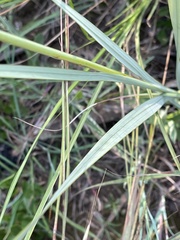 Gladiolus serpenticola