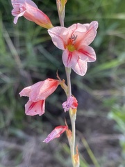 Gladiolus serpenticola