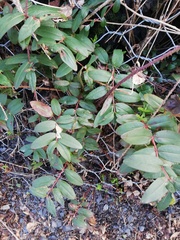 Hypericum