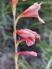 Gladiolus serpenticola