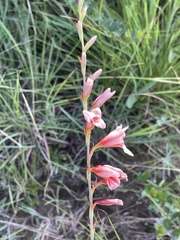 Gladiolus serpenticola
