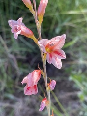 Gladiolus serpenticola