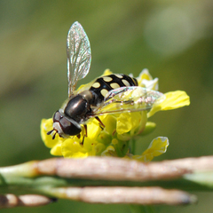 Syrphidae