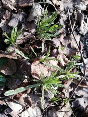 Senecio inaequidens