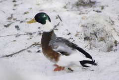 Anas platyrhynchos domesticus