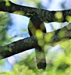 Apaloderma narina narina