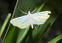 Parapoynx villidalis