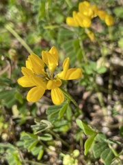 Lotus corniculatus