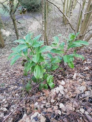 Prunus laurocerasus