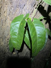Parsonsia brisbanensis