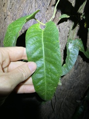 Parsonsia brisbanensis
