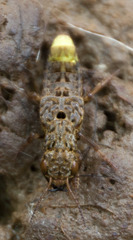 Ontholestes cingulatus