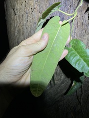 Parsonsia brisbanensis