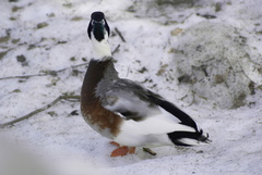 Anas platyrhynchos domesticus