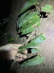 Parsonsia brisbanensis