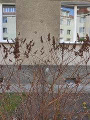 Sorbaria sorbifolia